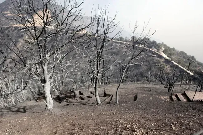 August 2021 in Algerien: Bei heftigen Waldbränden starben damals mindestens 90 Menschen.