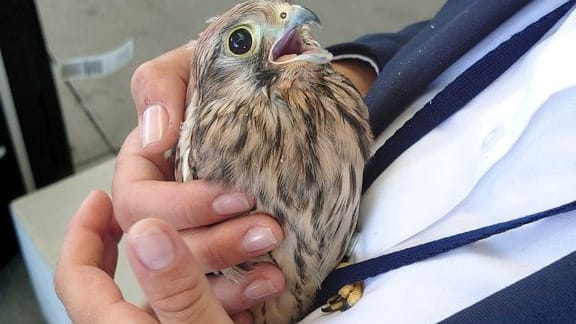 Verletzter Turmfalke: Immer wieder schicken Airport- und Airline-Mitarbeiter dem BUND solche Fotos.