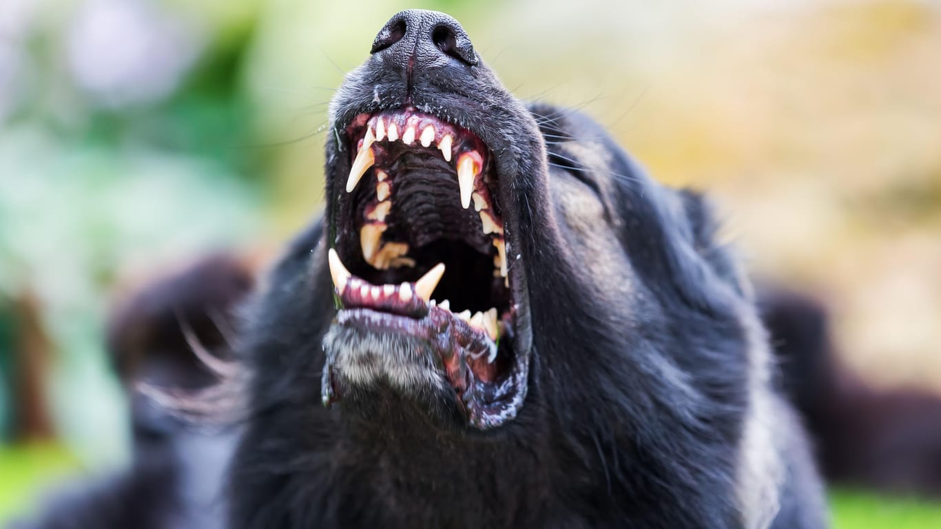 Hund mit aufgerissenem Maul (Symbolfoto): Warum das Tier plötzlich starb, war zunächst unklar.