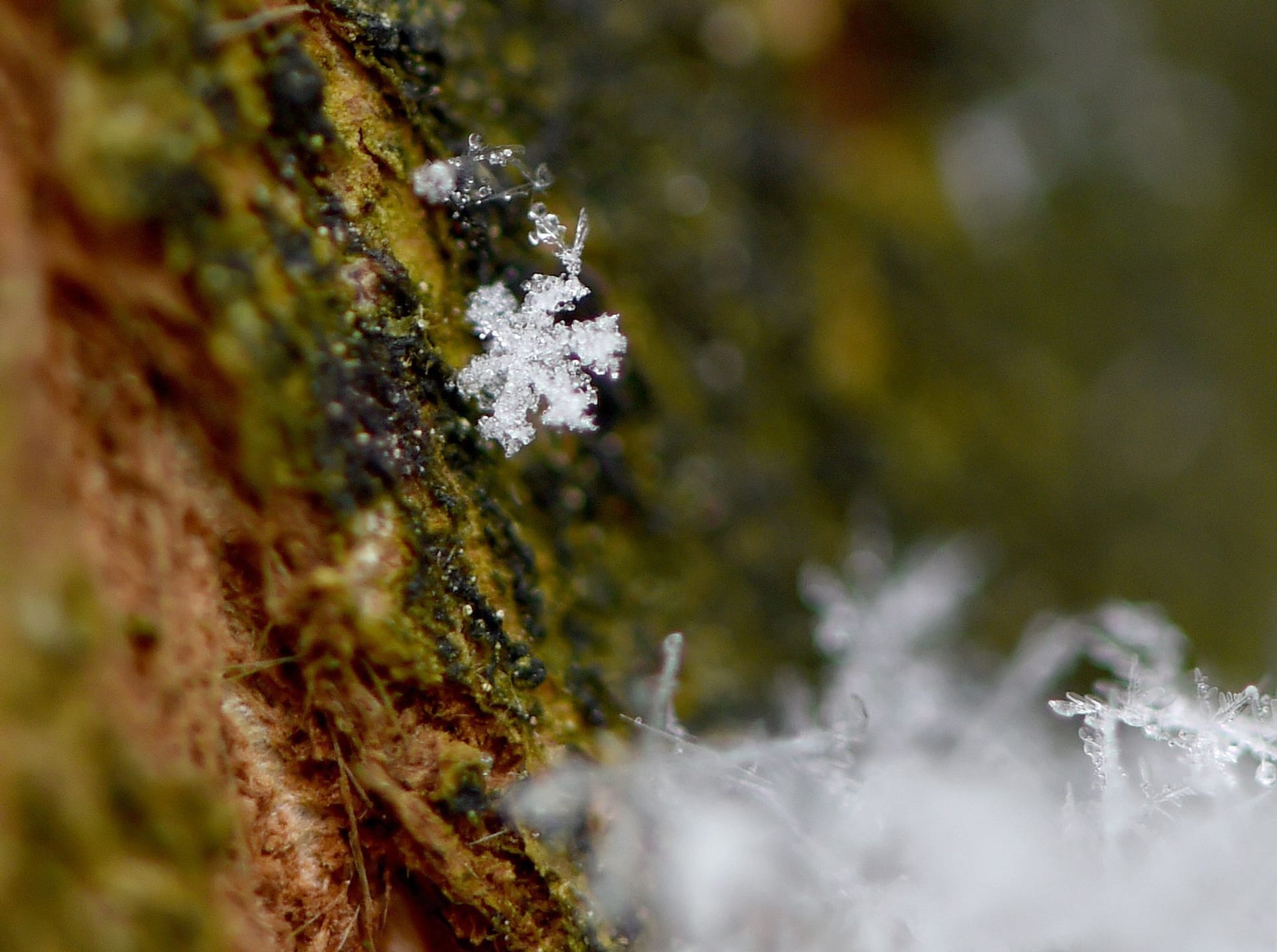 Schneeflocke