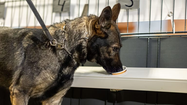 Corona-Spürhündin Bea (Deutscher Schäferhund) schnüffelt in Probenbehältern in der Teststation. Zukünftig könnten die Tiere Aufgaben in der Früherkennung übernehmen.