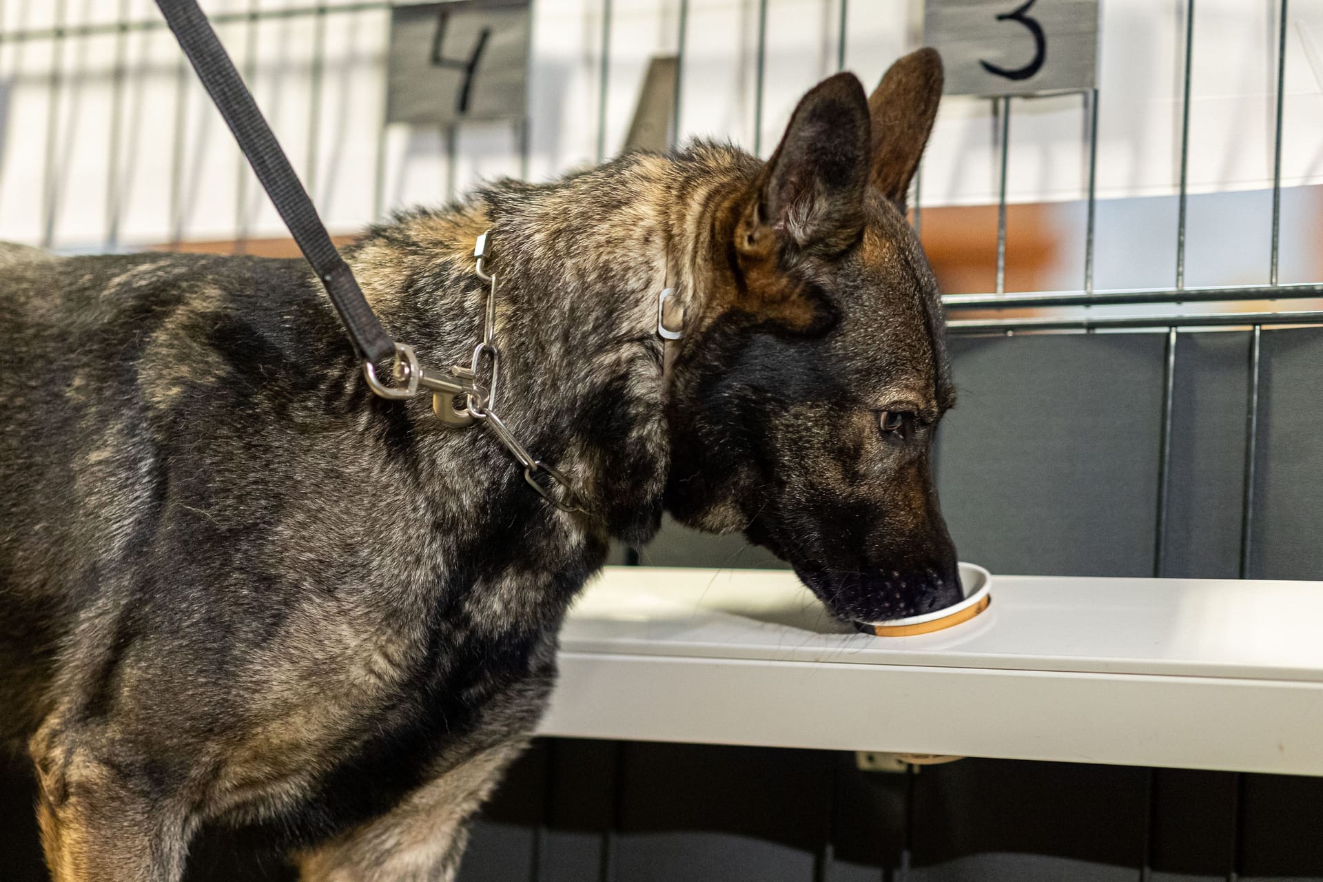 Corona-Spürhündin Bea (Deutscher Schäferhund) schnüffelt in Probenbehältern in der Teststation. Zukünftig könnten die Tiere Aufgaben in der Früherkennung übernehmen.