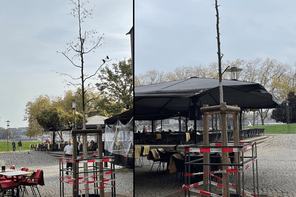Vorher und nachher: Unbekannte haben in der Kölner Südstadt die Äste von einem Jungbaum abgeschnitten.