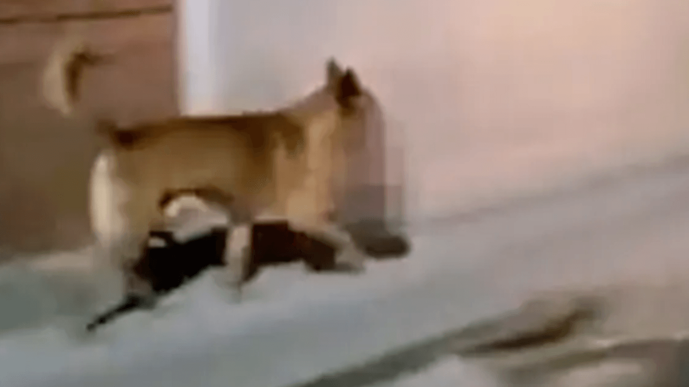 Aufnahmen aus Mexiko: Der Straßenhund klaute den Kopf von einem Tatort.