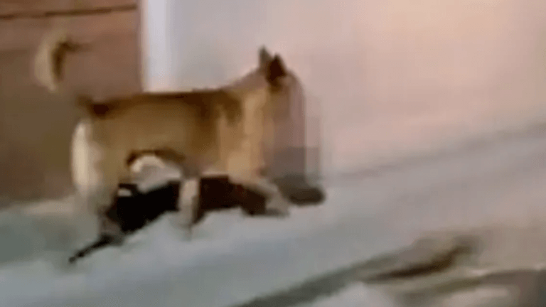 Aufnahmen aus Mexiko: Der Straßenhund klaute den Kopf von einem Tatort.
