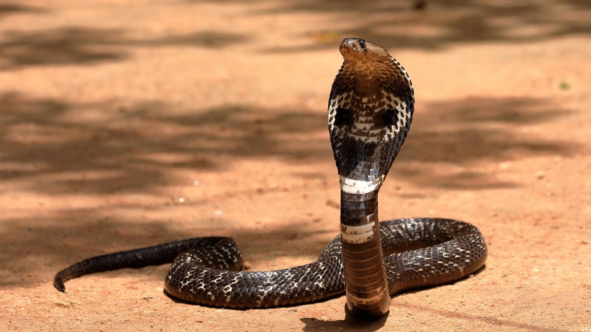 Indien: Achtjähriger beißt Kobra tot