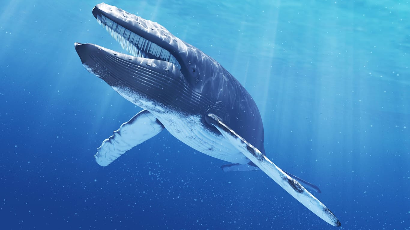Computeranimation eines Blauwals: Untersuchungen, etwa zur gesundheitlichen Gefährdung durch den Konsum der Plastikpartikel, sind notwendig.