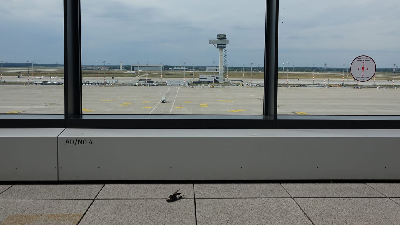 Toter Vogel an der BER-Besucherterrasse: Die Experten zweifeln die offiziellen Zahlen des Flughafens an.