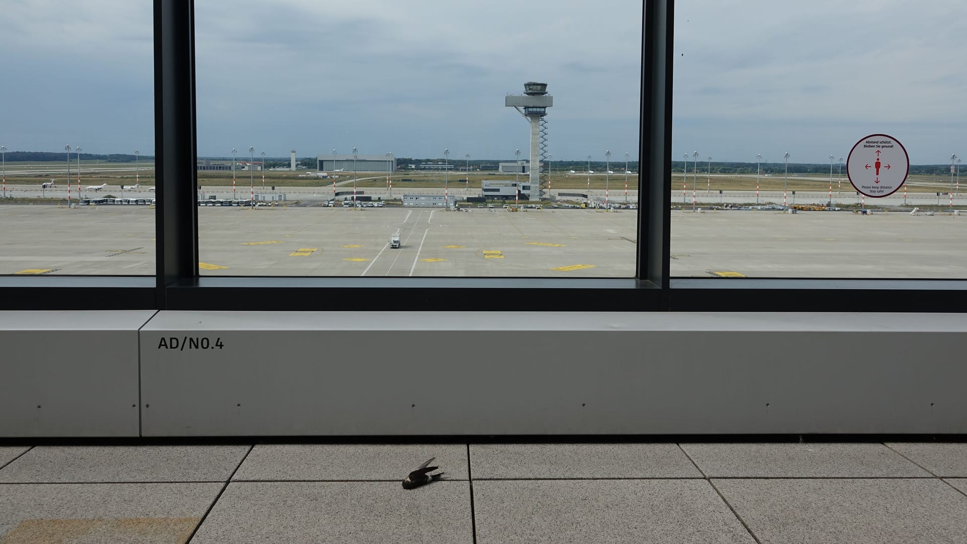 Toter Vogel an der BER-Besucherterrasse: Die Experten zweifeln die offiziellen Zahlen des Flughafens an.