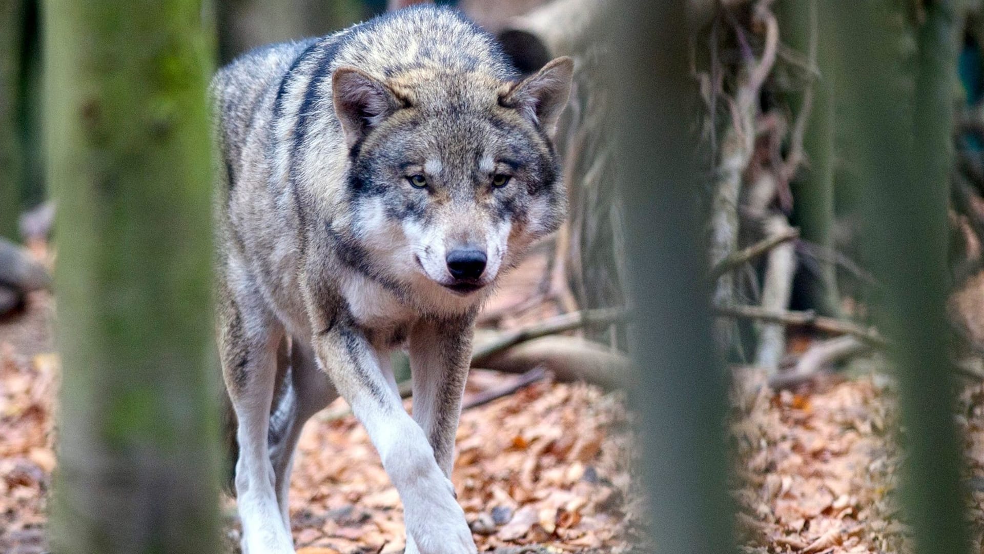 Ein Wolf läuft durch den Wald (Symbolbild): Hat das Raubtier ein Pferd angegriffen?