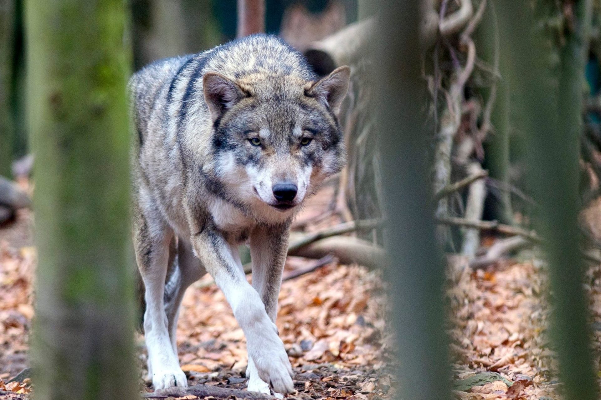 Ein Wolf läuft durch den Wald (Symbolbild): Hat das Raubtier ein Pferd angegriffen?