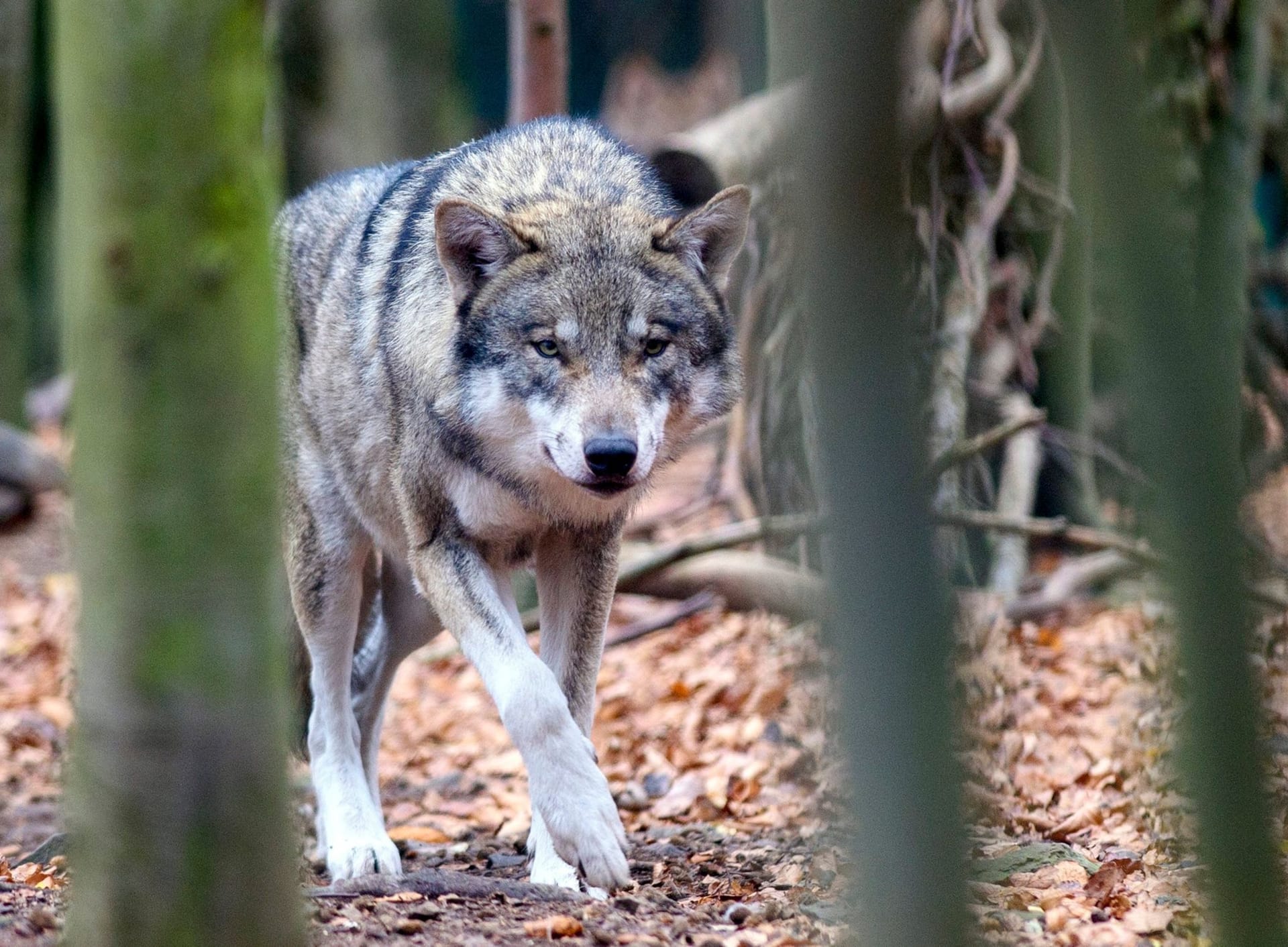 Ein Wolf läuft durch den Wald (Symbolbild): Hat das Raubtier ein Pferd angegriffen?