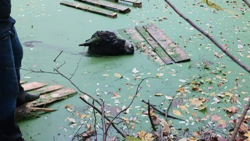 Esel Fritz am Mittwoch in Potsdam: Das Tier konnte gerettet werden.