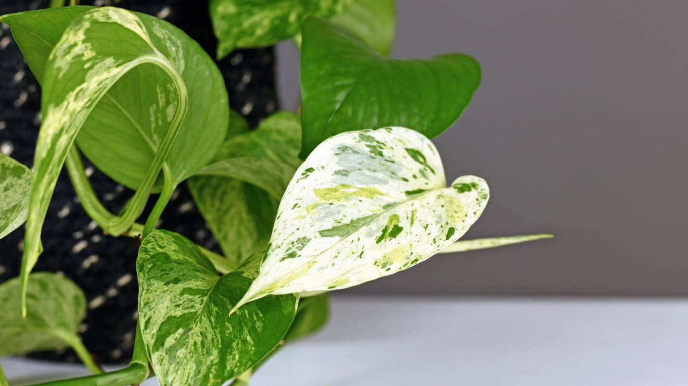 Pflegeleichte Zimmergenossin: Auch wenn die Lichtverhältnisse nicht optimal sind, verspricht die Efeutute eine grüne Blätterpracht.