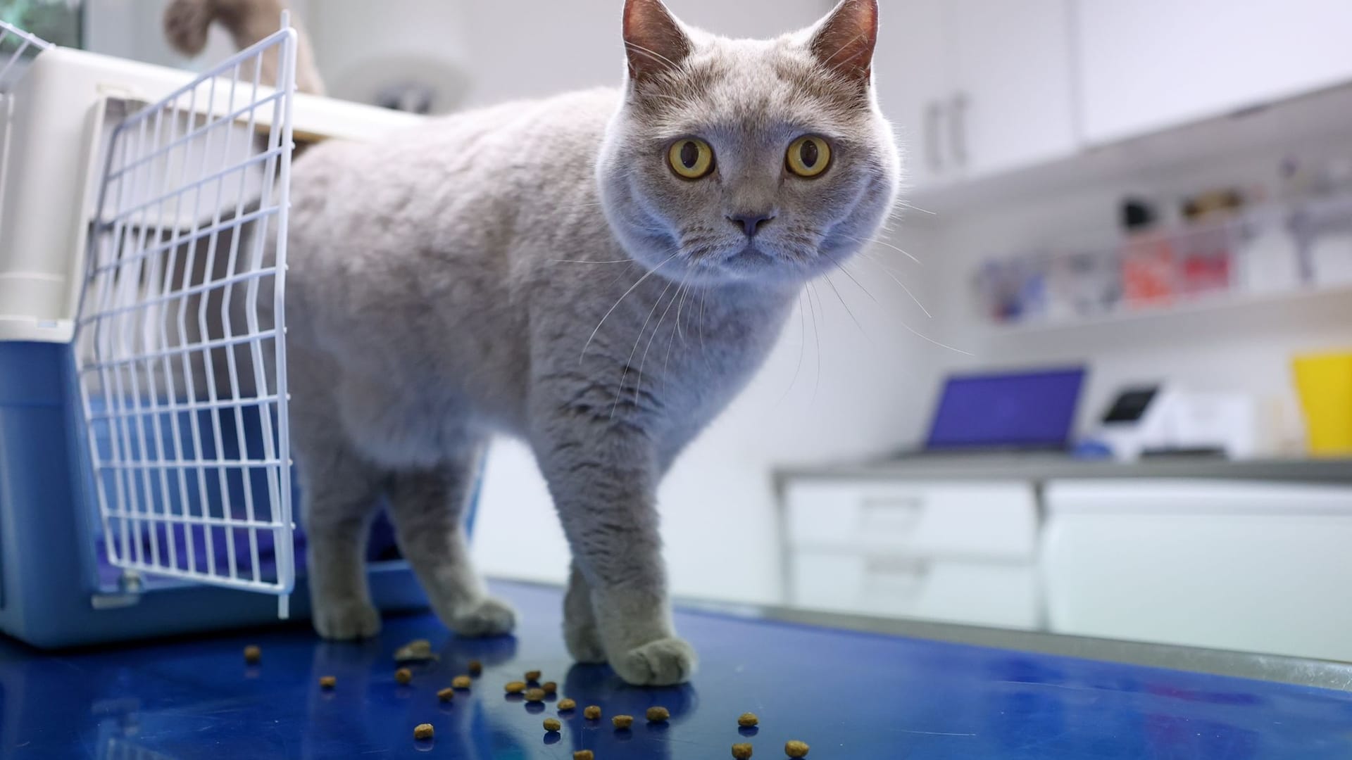 Tierkrankenversicherung: Man sollte darüber nachdenken, bevor die neue Gebührenordnung für Tierärzte am 22. November in Kraft tritt.