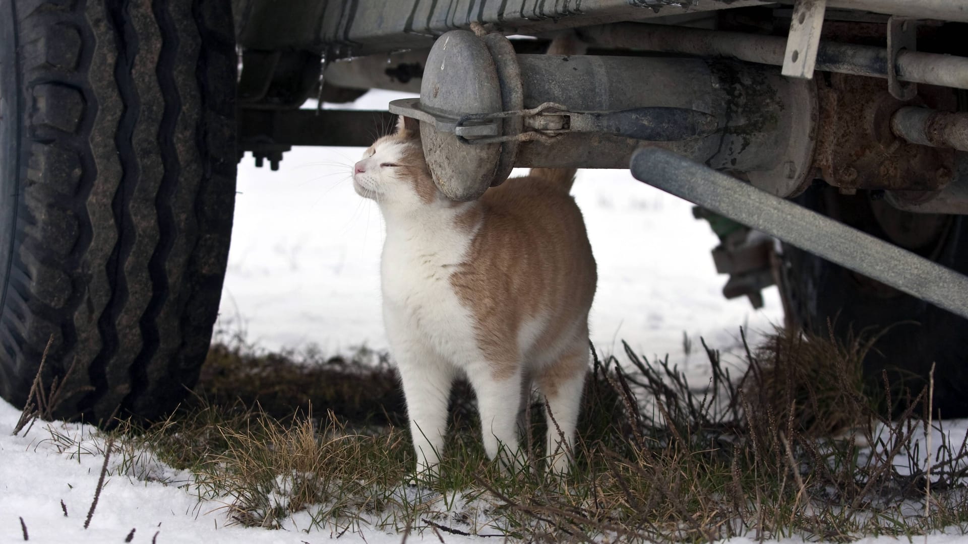 Katze unterm Auto: Die Restwärme des Motors ist verlockend.