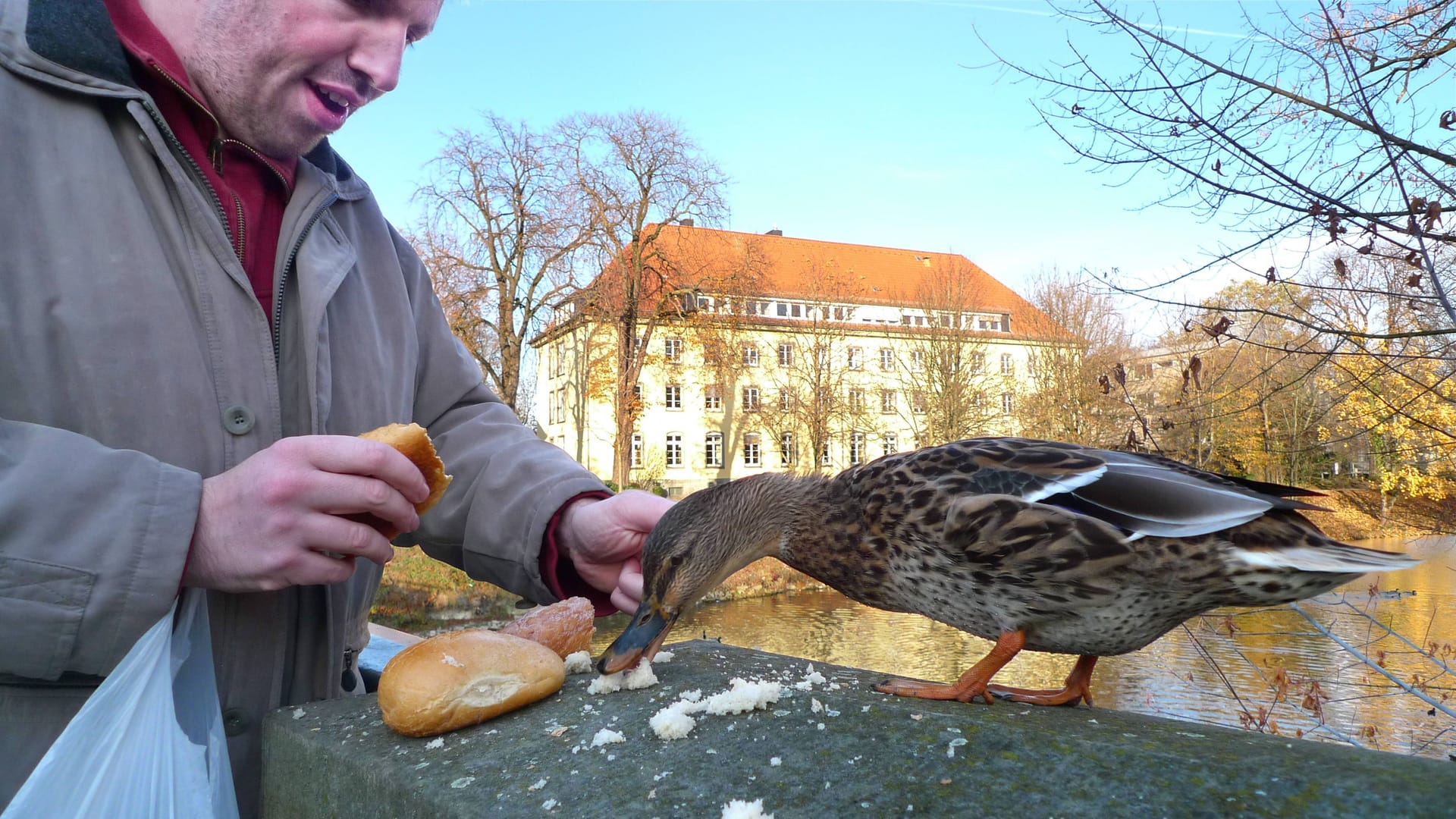 Ente: Sie ernährt sich eigentlich von Gräsern, Insekten, Wasserpflanzen und Wassertieren.