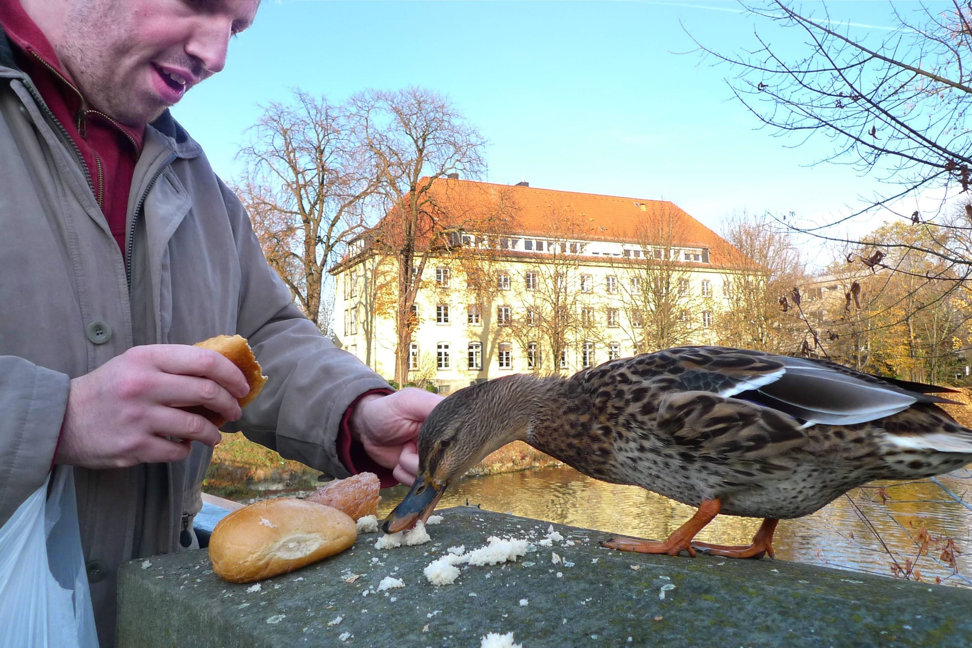 Ente: Sie ernährt sich eigentlich von Gräsern, Insekten, Wasserpflanzen und Wassertieren.