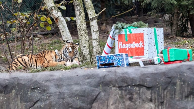 Nikolaus-Geschenke für Tigerkinder