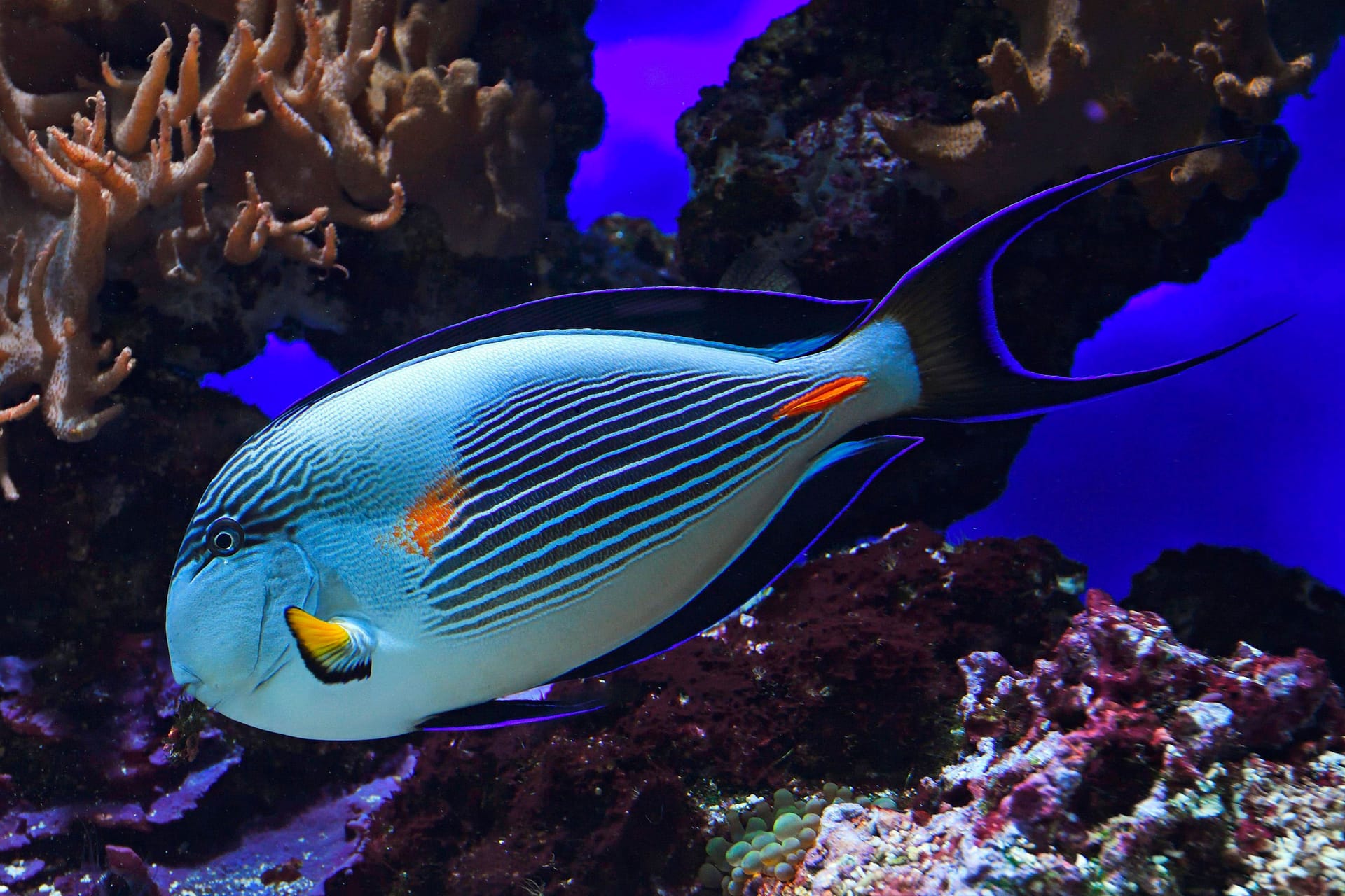 Doktorfische: Diese Tiere haben einen messerscharfen Knochen direkt hinter der Schwanzwurzel, der zur Verteidigung dienst. Dieser wird auch "Skalpell" genannt, daher der Name Doktorfische. Die leben in Korallenriffen und fressen Algen.