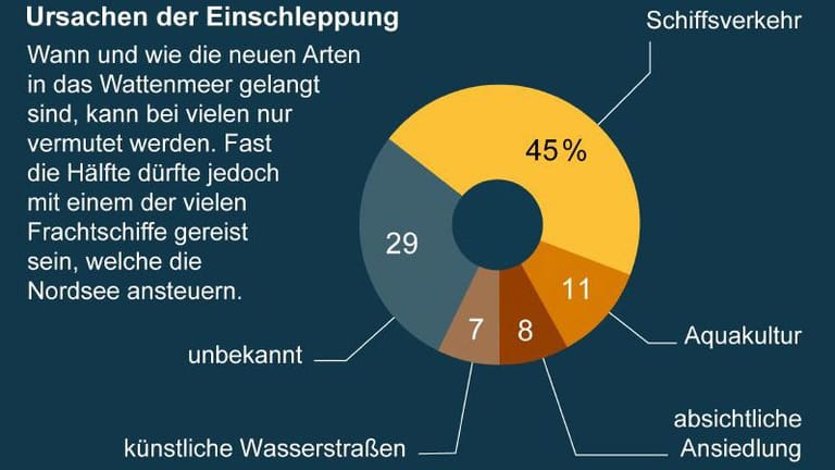 Eingeschleppt: Die neuen Arten im Wattenmeer