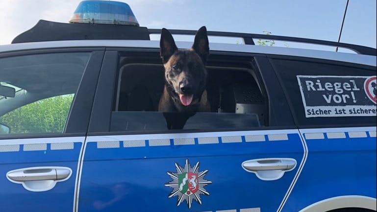 Polizeihund Jack schaut aus einem Streifenwagen: In der Nacht auf Freitag stellte er zwei Einbrecher. Polizeihund Jack schaut aus einem Streifenwagen: In der Nacht auf Freitag stellte er zwei Einbrecher.
