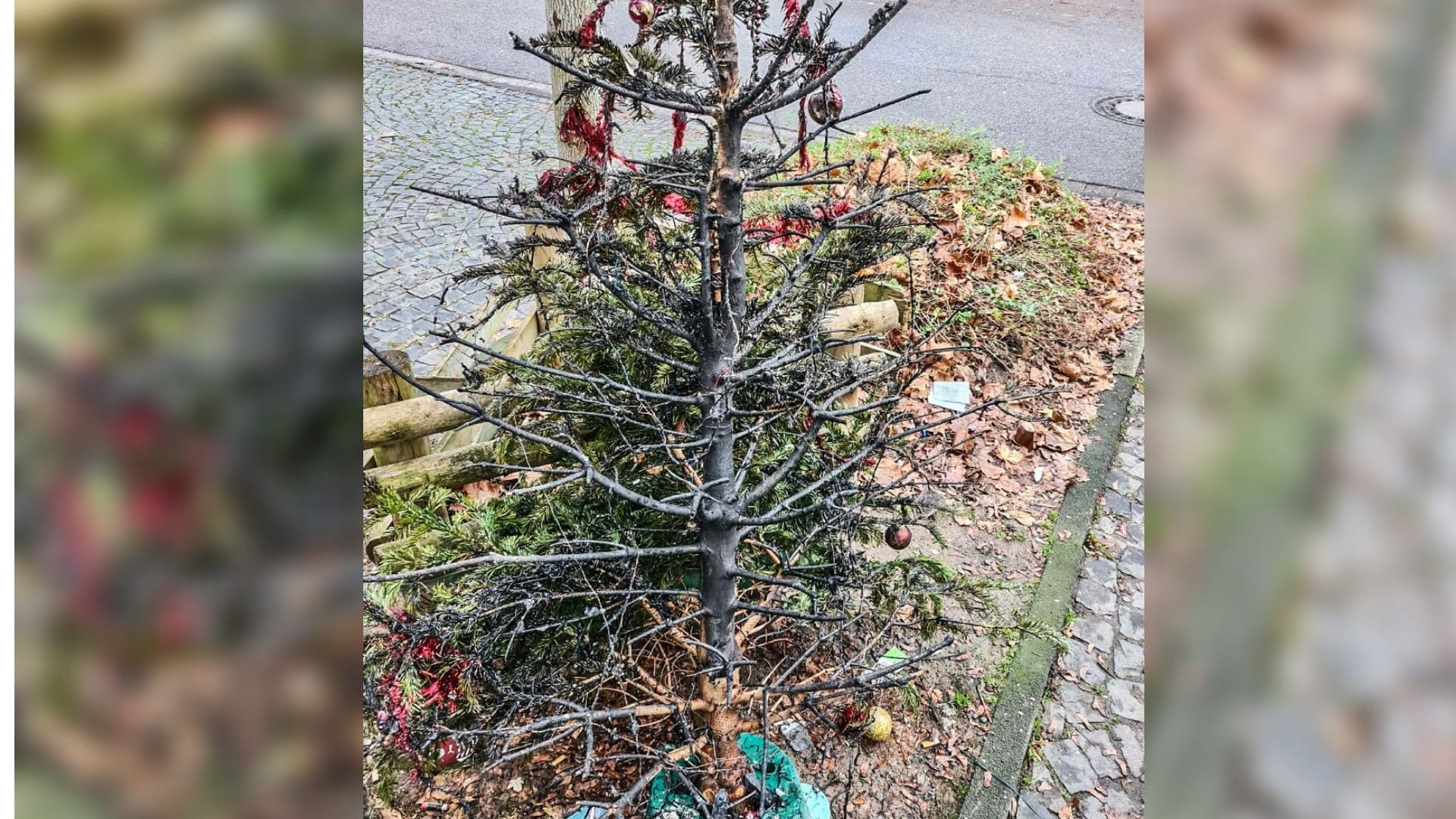 Ein abgebrannter Weihnachtsbaum steht auf einem Beet. Ein abgebrannter Weihnachtsbaum steht auf einem Beet.