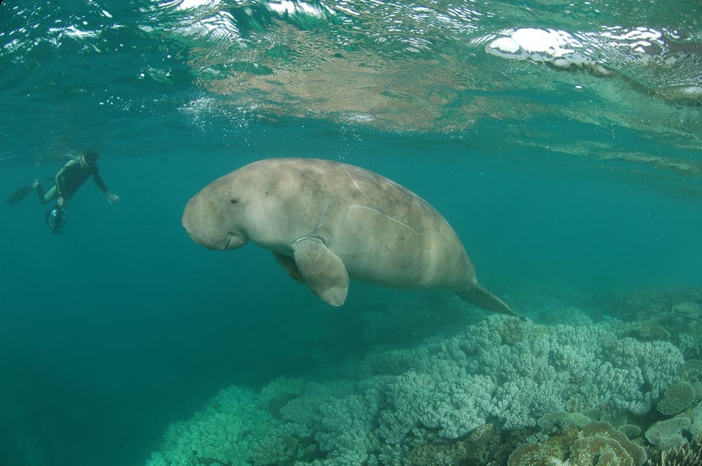 Dugong