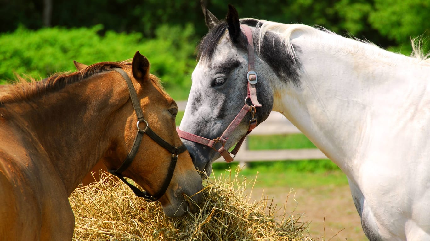 Zwei Pferde auf einer Weide (Symbolfoto): In Belgien gab es Festnahmen wegen illegalen Fleischhandel.