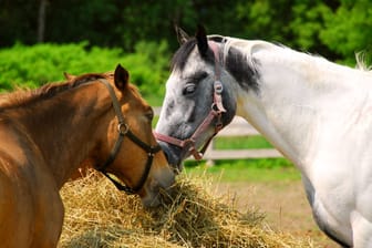 Zwei Pferde auf einer Weide (Symbolfoto): In Belgien gab es Festnahmen wegen illegalen Fleischhandel.