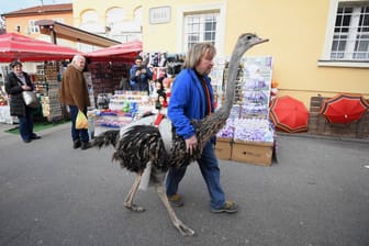 In Zagreb war das Paar auch schon (Archivbild aus dem Jahr 2019): Der Mann mit dem extragroßen Vogel reist gern durch Europa.