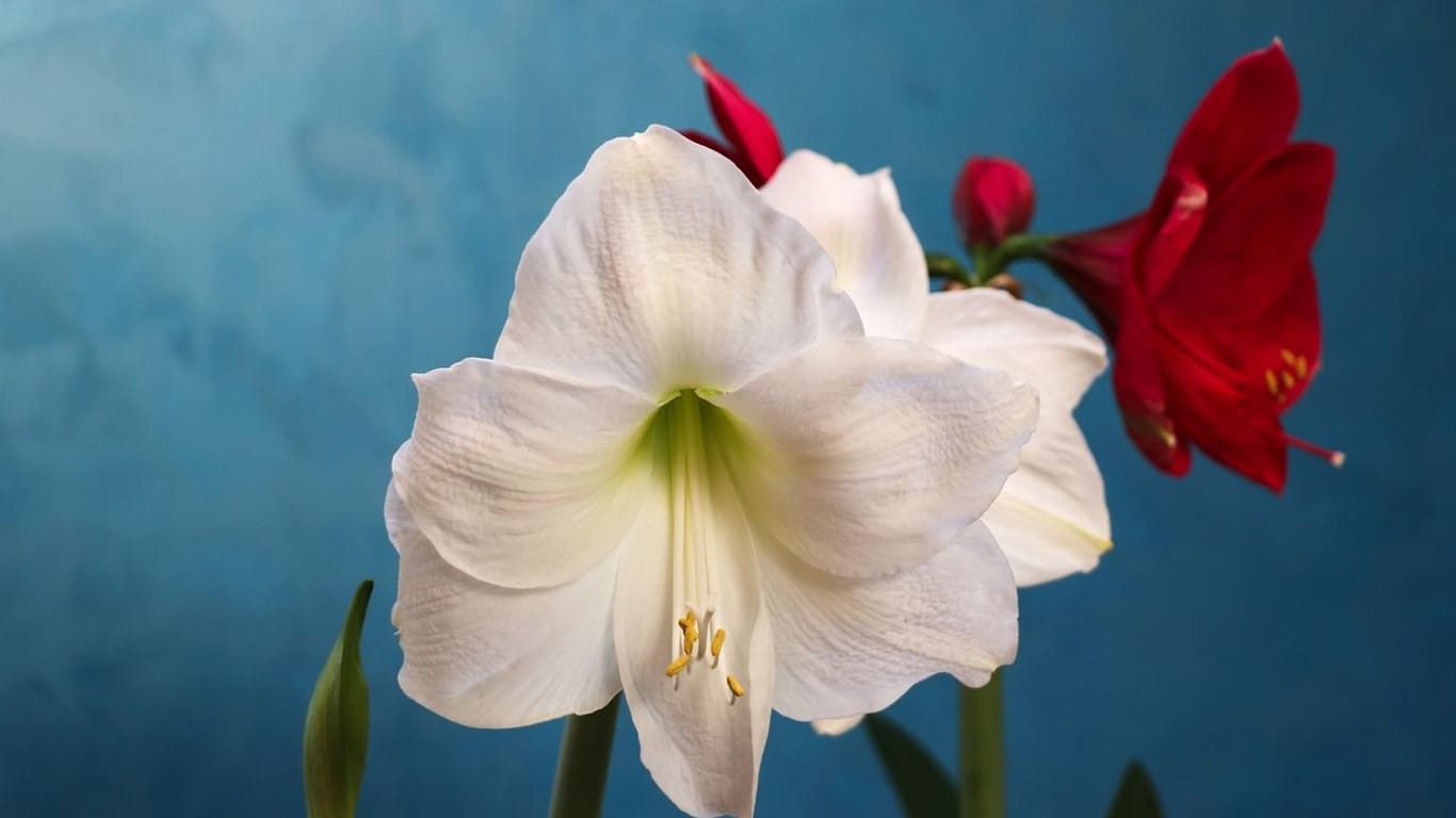 Die Farbpalette der Amaryllis reicht von weißen, über rosa bis zu scharlachroten Blüten.