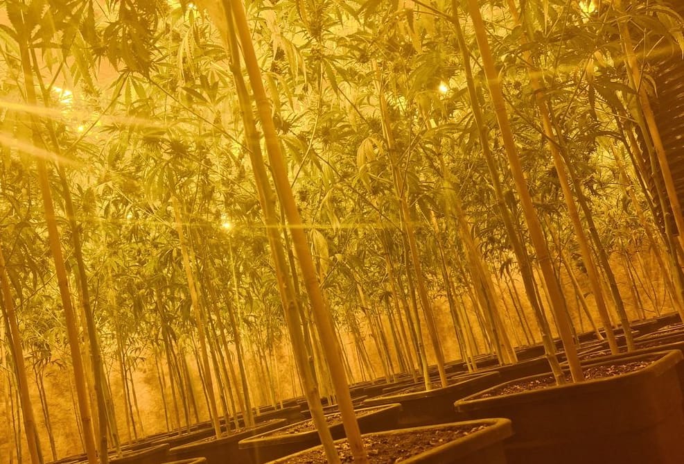 Ein regelrechter Wald an Cannabispflanzen wuchs in der Halle.