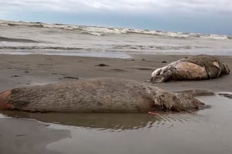 Hunderte tote Kaspische Robben in Russland