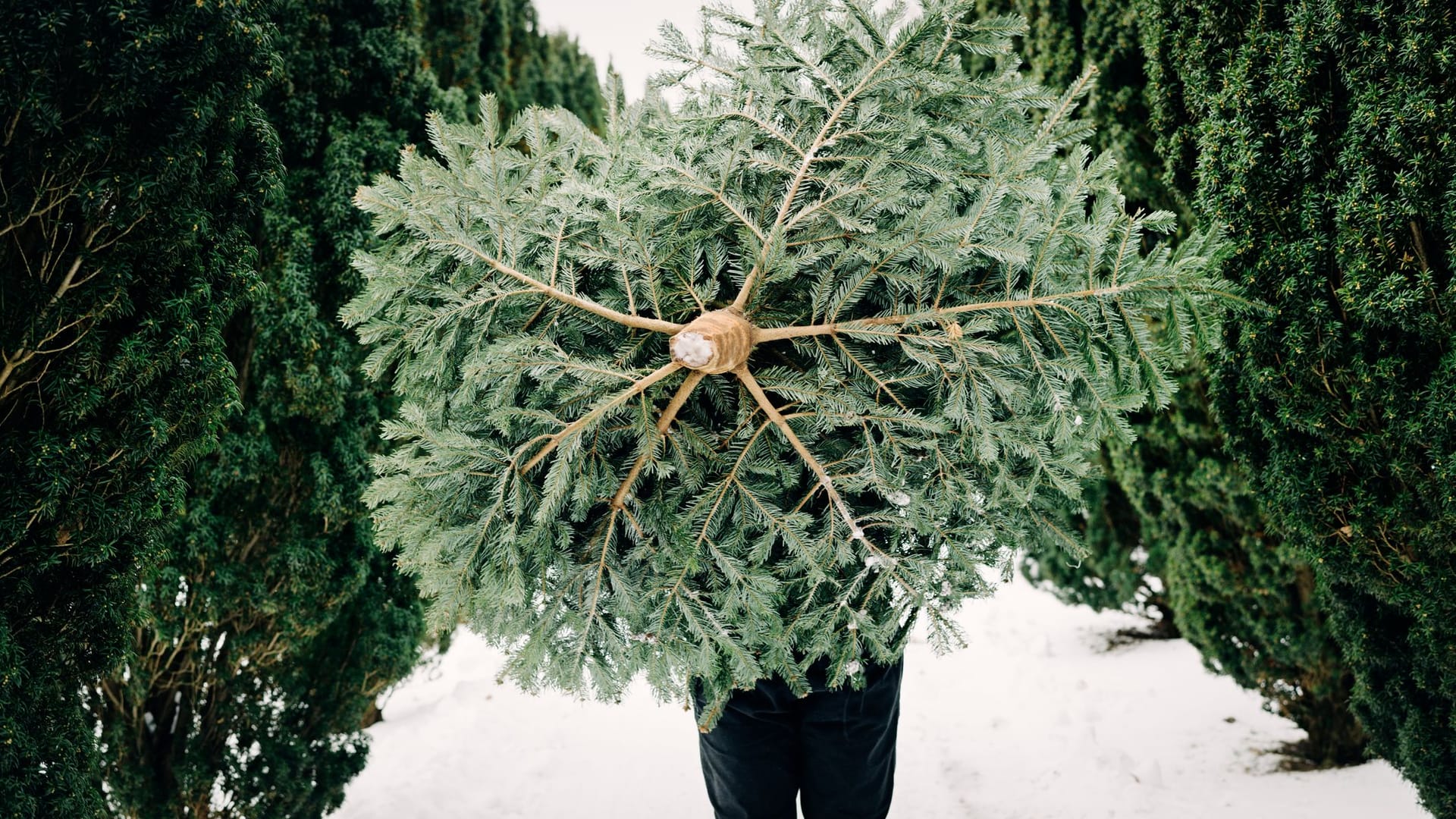 Weihnachtsbaum: Christbäume können Sie in sogenannten Tannenhöfen selbst fällen.