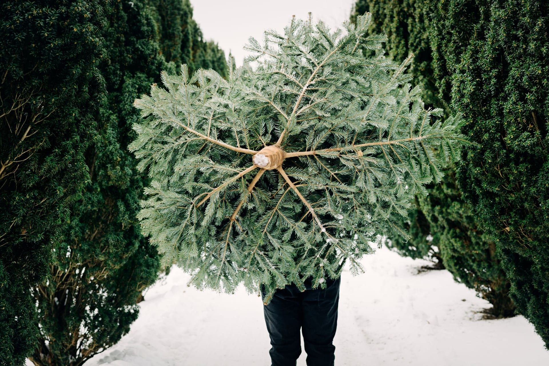 Weihnachtsbaum: Christbäume können Sie in sogenannten Tannenhöfen selbst fällen.