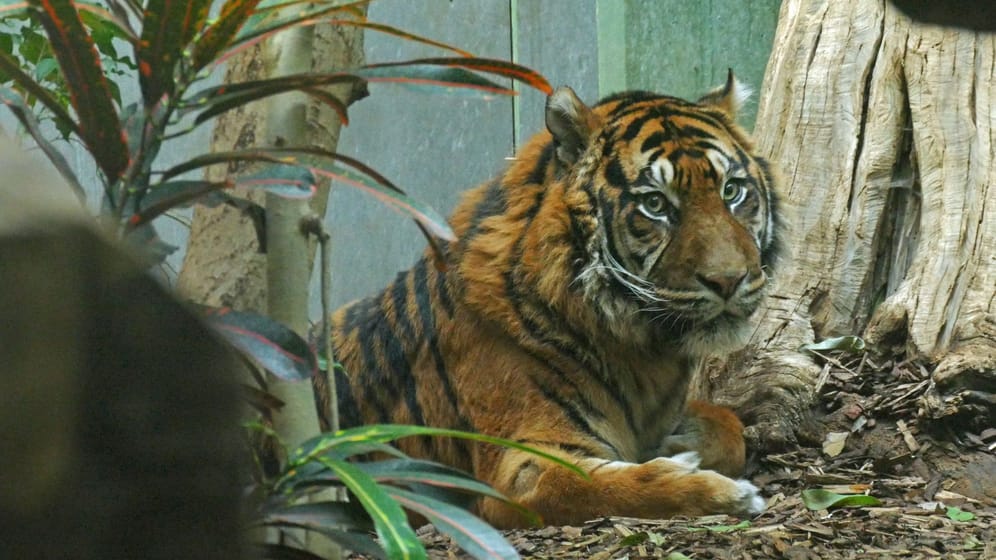 Neuer Tiger im Frankfurter Zoo