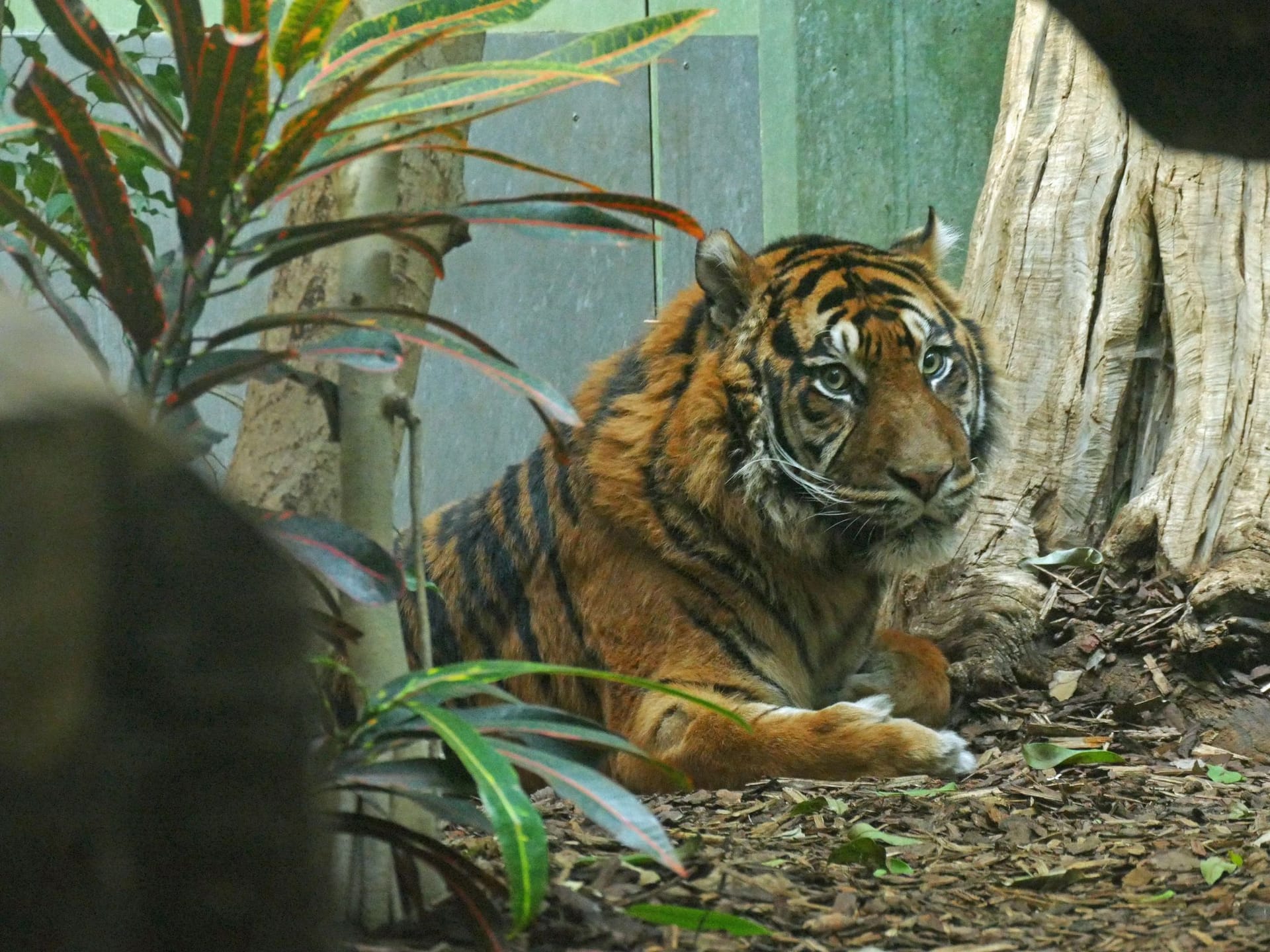 Neuer Tiger im Frankfurter Zoo
