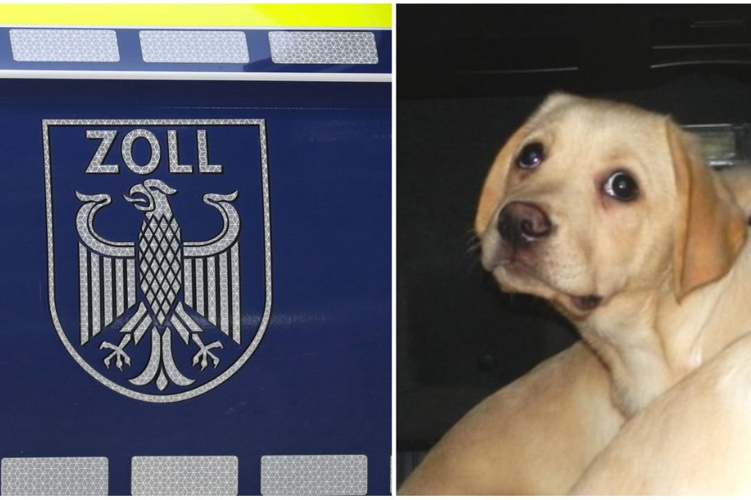 Der Zoll hat Hundewelpen sichergestellt (Montage): Der Zoll Hannover rettet neun Hundewelpen aus einem Kofferraum.