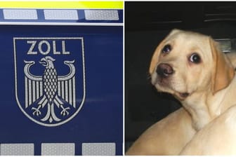 Der Zoll hat Hundewelpen sichergestellt (Montage): Der Zoll Hannover rettet neun Hundewelpen aus einem Kofferraum.