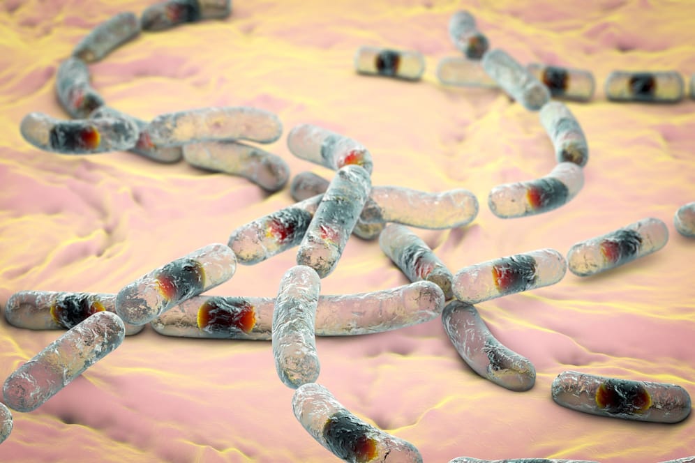 Unsichtbare Krankmacher: In einigen der untersuchten Lebensmittel wurde das Bakterium Bacillus cereus nachgewiesen, das zu Durchfall und Erbrechen führen kann.