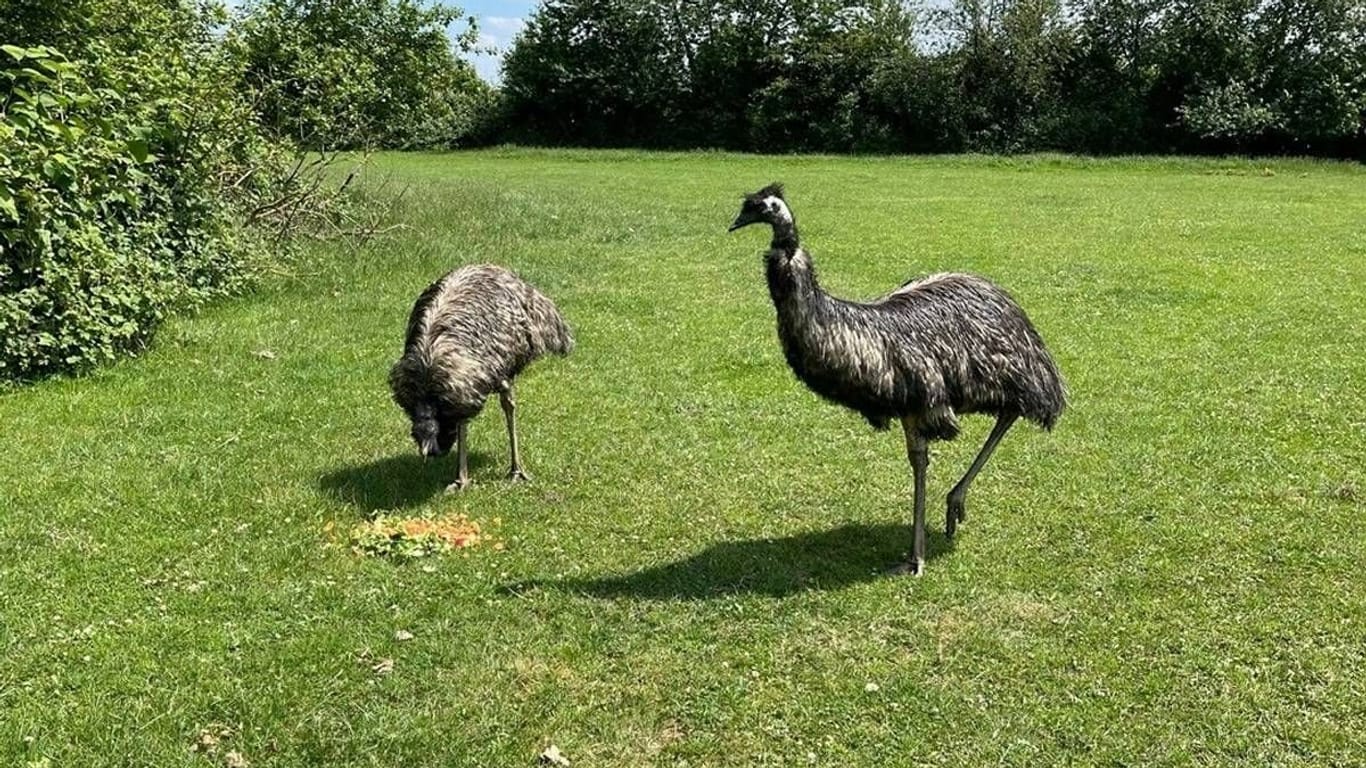 Vor mehr als einer Woche wurde das Düsseldorfer Emu-Pärchen getrennt, die Henne ist seitdem verschwunden.