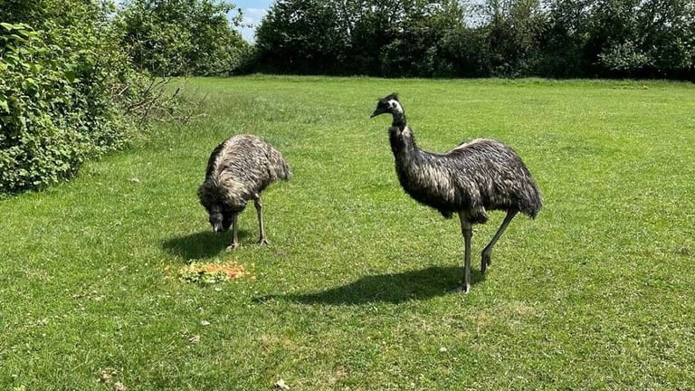 Vor mehr als einer Woche wurde das Düsseldorfer Emu-Pärchen getrennt, die Henne ist seitdem verschwunden.