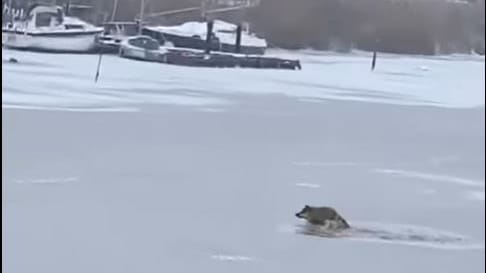 So hatte sich der Wolf seinen Ausflug sicherlich nicht vorgestellt.