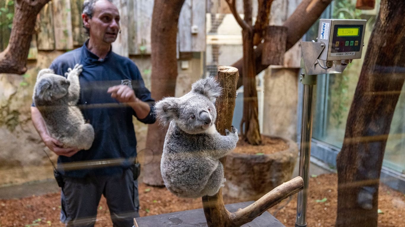 Duisburger Zoo stellt doppelten Koala-Nachwuchs vor
