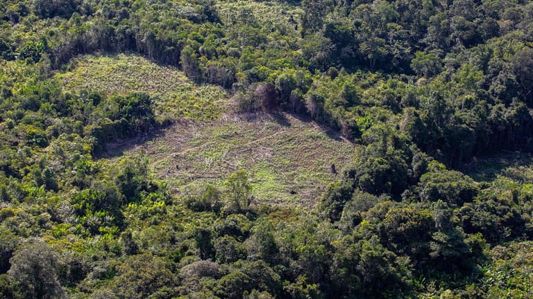 Abholzung im brasilianischen Regenwald: Unter der Regierung des Noch-Präsidenten Jair Bolsonaro wurde die illegale Abholzung regelrecht angetrieben.
