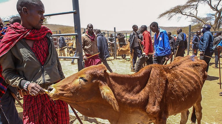 Ein Hirte mit seiner unterernährten Kuh auf dem Gelände des Viehmarktes in Ilbisil, Kajiado, Kenia. Die schlimmste Dürre seit 40 Jahren trifft auch Wildtiere und Ernten.