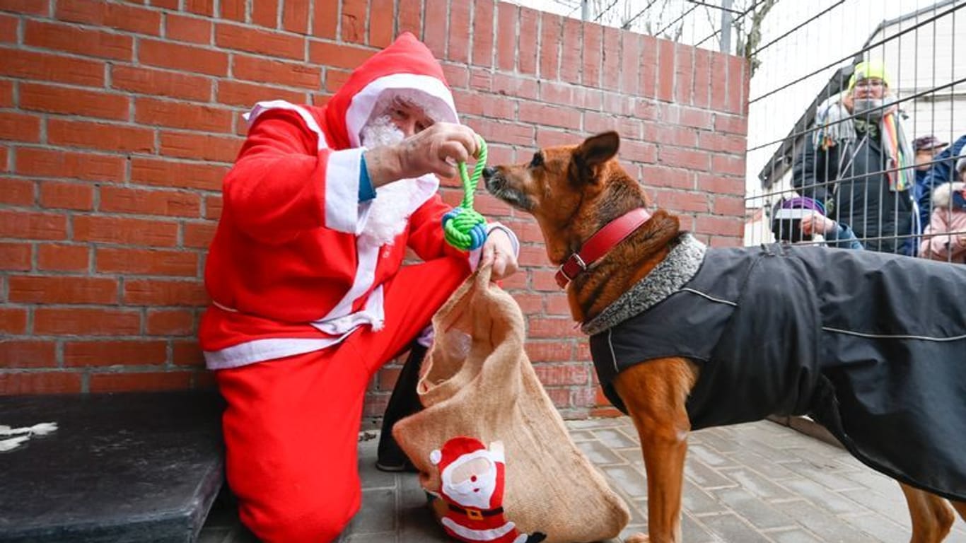 Ein als Weihnachtsmann kostümierter Mann beschenkt einen Hund im Tierheim Bremen mit einem Spielzeug.