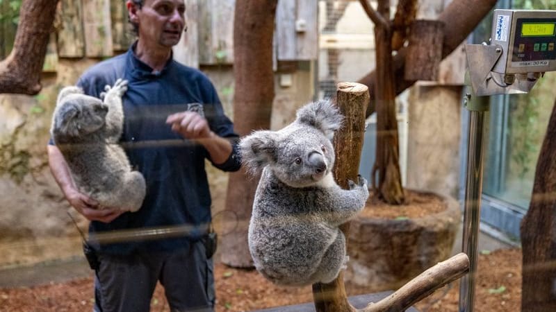 Tierpfleger Chindemi mit "Yunga" auf dem Arm: Das männliche Juntier "Erlinga" sitzt im Vordergrund auf einer Waage. Tierpfleger Chindemi mit "Yunga" auf dem Arm: Das männliche Juntier "Erlinga" sitzt im Vordergrund auf einer Waage.