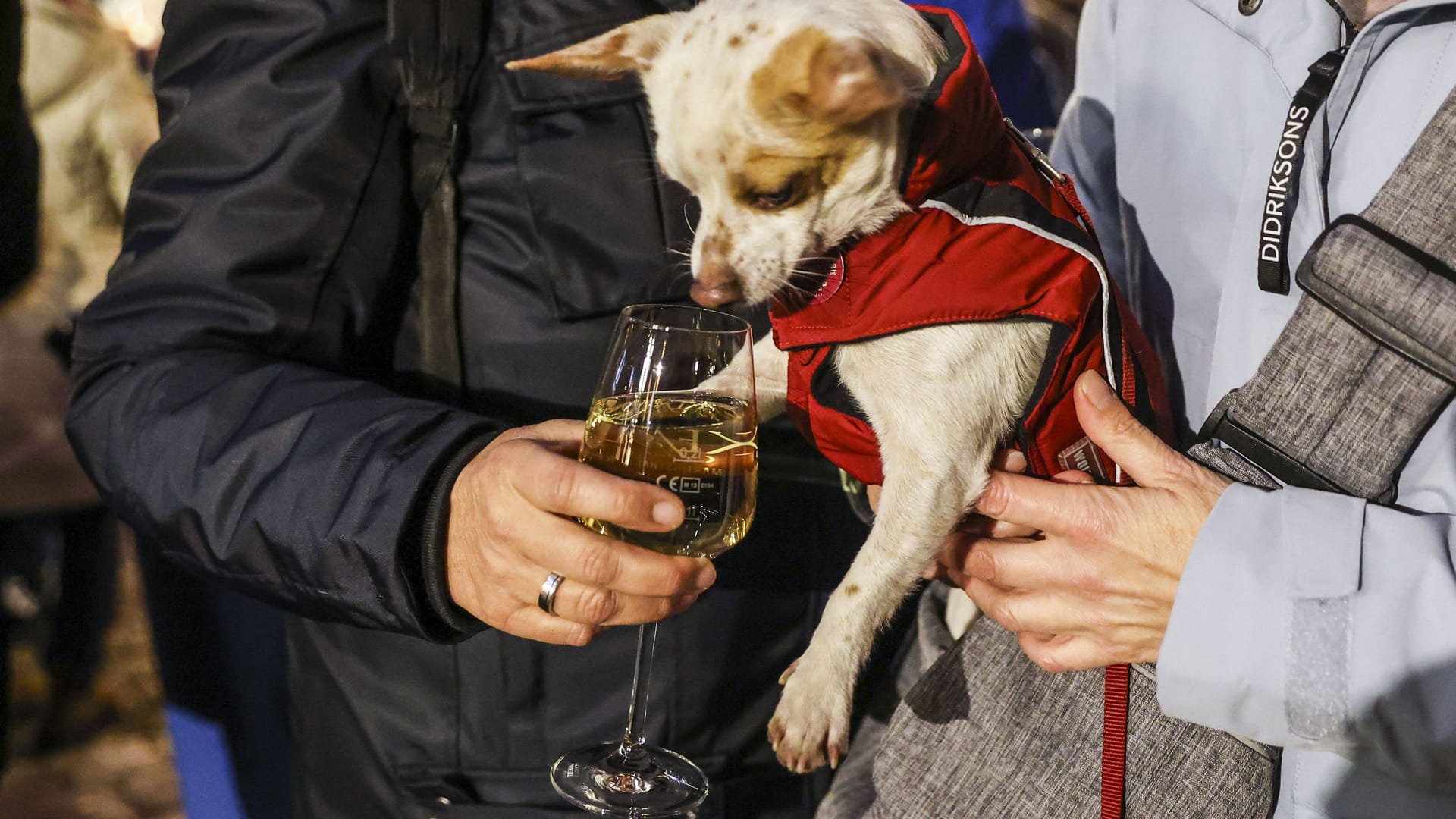 Ein Hund auf einem Weihnachtsmarkt in Wiesbaden (Archivbild): In Leipzig hat nun ein Weihnachtsmarkt eröffnet, auf dem Vierbeiner die Hauptakteure sind. Ein Hund auf einem Weihnachtsmarkt in Wiesbaden (Archivbild): In Leipzig hat nun ein Weihnachtsmarkt eröffnet, auf dem Vierbeiner die Hauptakteure sind.